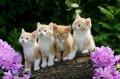four kittens photo